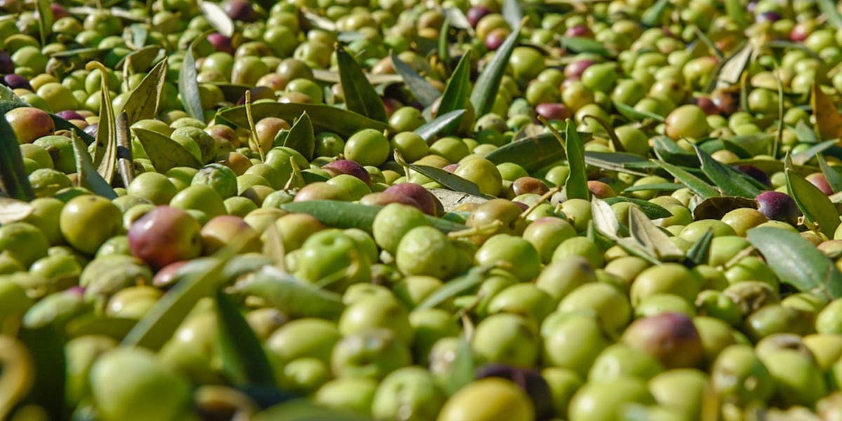 Olives arbequines d'aprop